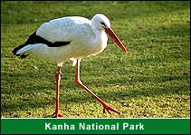 Kanha National Park, Kanha Travel Vacations