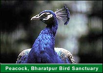 Peafowl, Bharatpur Bird Sanctuary, Bharatput Vacation Tours