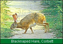 Blacknaped Hare, Corbett  National Park 