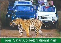 Tiger Safari, Corbett National Park