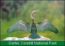 Darter, Corbett National Park 