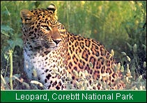 Leopard, Corbett National Park 