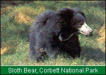 Sloth Bear, Corbett National Park 