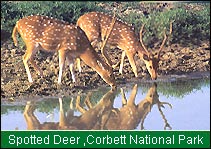 Spotted Deer, Corbett National Park 