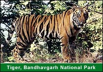 Tiger, Bandhavgarh National Park, Bandhavgarh Vacation Holidays