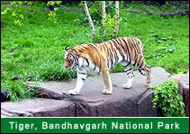Tiger - Bhandhavgarh National Park, Bhandhavgarh  Travel Agents