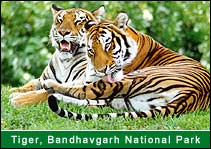 Tiger -  Bandhavgarh National Park, Bandhavgarh Travel Agents
