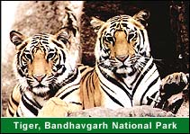 Tiger, Bandhavgarh National Park, Bandhavgarh Tours & Travel