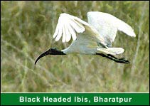Black Headed Ibis, Bharatpur, Bharatpur Holiday Tours