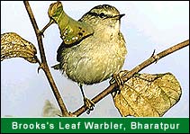 Brooks's Leaf Warbler - Bharatpur, Bharatpur Travel Agents