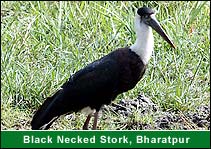 Black Necked Stork, Bharatpur Vacation Tours