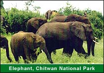 Elephant, Chitwan National Park, Chitwan Travel Agent