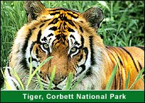 Tiger, Corbett National Park, Corbett Travel Agent