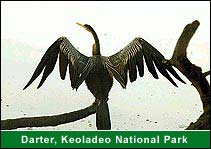 Darter, Keoladeo National Park, Bharatpur Tours & Travel