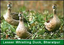 Lesser Whistling Duck - Keoladeo Ghana National Park, Bharatpur Travel Agents