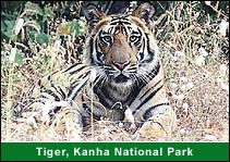 Tiger, Kanha National Park, Kanha Holiday Packages