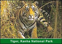 Tiger, Kanha National Park, Kanha Travel Agent