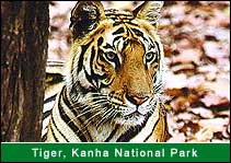 Tiger - Kanha National Park, Kanha Travel Agents