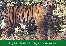 Tiger - Kanha Tiger Reserve, Kanha Travel Agents