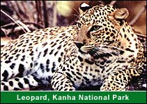 Leopard, Kanha National Park, Kanha Vacation Tours