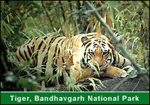 Tiger, Bandhavgarh National Park, Bandhavgarh Tour Packages