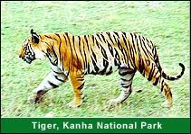 Tiger, Kanha National Park, Kanha Travel & Tours