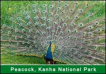 Peacock -  Kanha National Park, Kanha Travel Agents