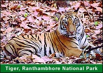 Tiger, Ranthambhore National Park, Ranthambhore Vacation Packages