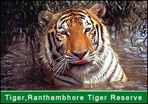 Tiger - Ranthambhore Tiger Reserve, Rantahmbhore Travel Agents