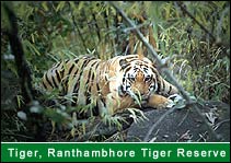 Tiger - Ranthambhore Tiger Reserve, Ranthambhore Travel Agents