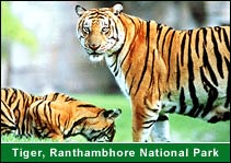 Tiger, Ranthambhore National Park, Ranthambhore Holiday Packages