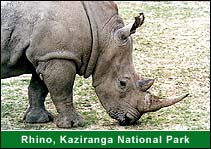 Rhino, Kaziranga National Park, Kaziranga Holiday Tours