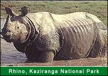 Rhino - Kaziranga National Park, Kaziranga Travel Agents