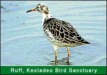 Ruff - Bharatpur Bird Sanctuary, Bhartapur Travel Agents