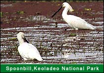 Spoonbill - Keoladeo Ghana National Park, Bharatpur Travel Agents