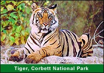 Tiger, Corbett National Park, Corbett Travel & Tours