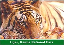 Tiger, Kanha National Park, Kanha Travel Guide