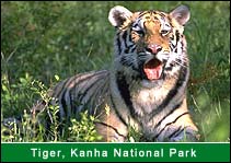 Tiger - Kanha National Park,  Kanha Travel Agents