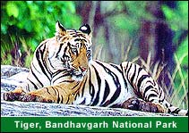 Tiger, Bandhavgarh Natinal Park, Bandhavgarh Holiday Packages