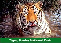 Tiger, Kanha National Park, Kanha Package Tours