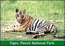 Tiger, Pench National Park, Pench Travel & Tours