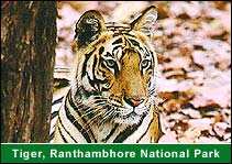 Tiger, Ranthambhore National Park, Ranthambhore Travel & Tours