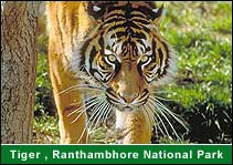 Tiger, Ranthambhore National Park, Ranthambhore Travel & Tours
