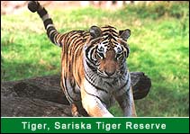 Tiger - Sariska Tiger Reserve, Sariska Travel Agents