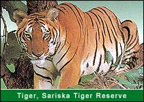 Tiger - Sariska, Sariska Travel Agents
