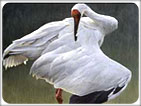 Golden Triangle with Wildlife & Beaches