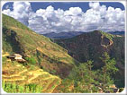 Himalayas with Wildlife