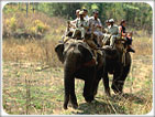 The Jungle Tour