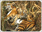 Wildlife & Culture Tour of Nepal