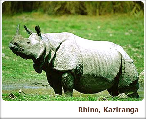 Rhino, Kaziranga